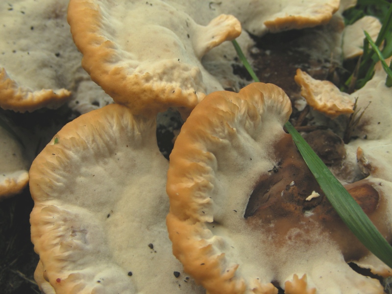 Aphyllophorales molto bello (Abortiporus biennis)